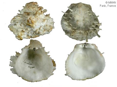 un caso di sinonimia